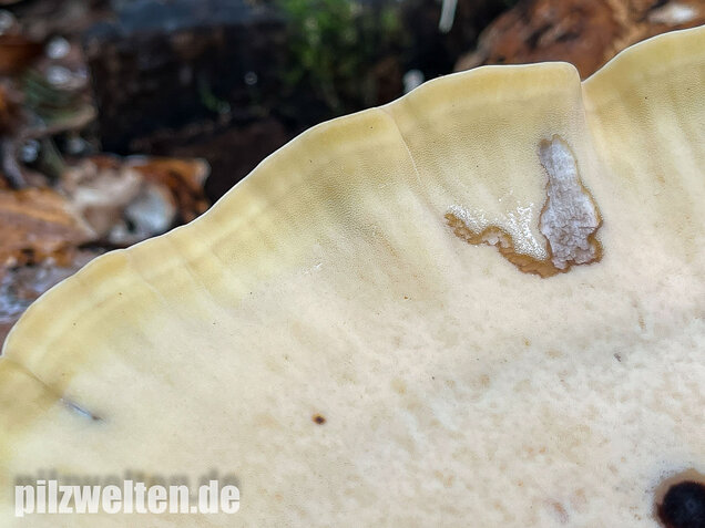 Riesenporling, Meripilus giganteus