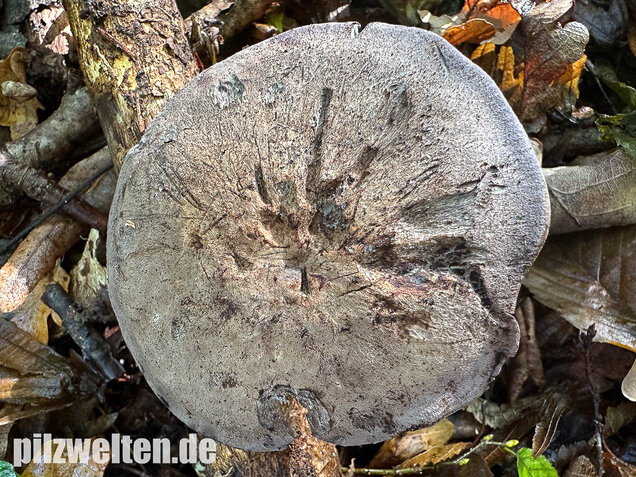 Gelbblättriger Rasling, Rötender Schönkopf, Calocybe favrei