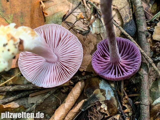Rosa Rettichhelmling, Mycena rosea