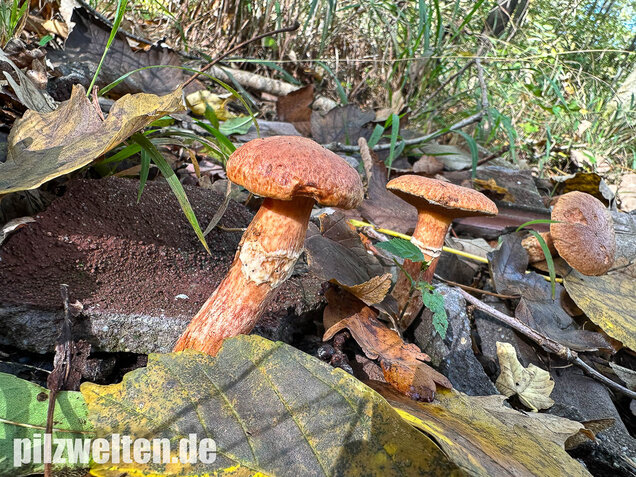 Rostroter Lärchenröhrling, Suillus tridentinus