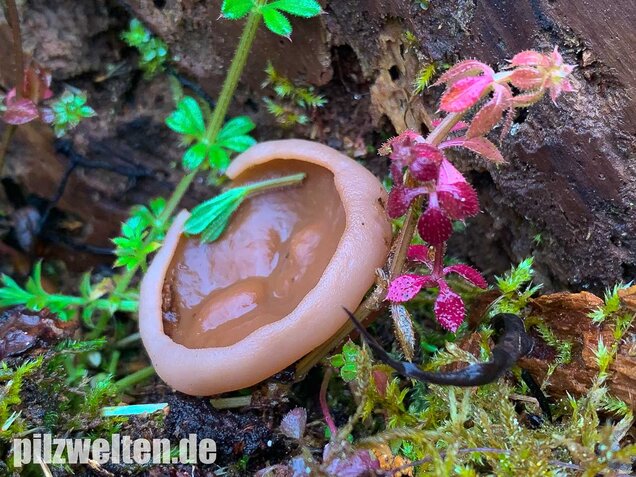 Scheibchenlorchel, Gyromitra ancilis