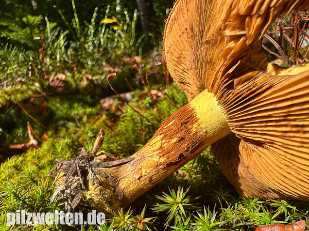Schwarzgrüner Klumpfuß, Calonarius atrovirens