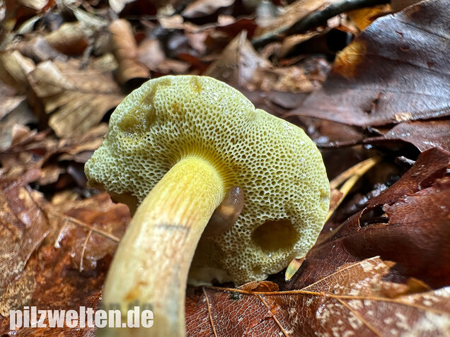 Starkblauender Rotfußröhrling, Xerocomellus cisalpinus