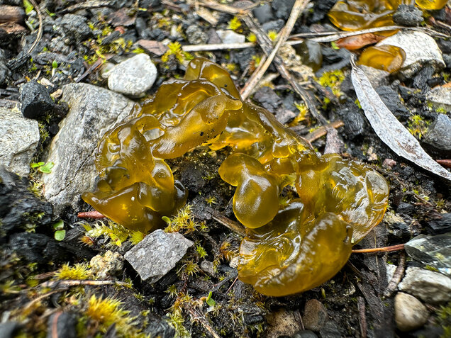 Sternenrotz, Sternenschnäutzer, Cyanobakterien, Nostoc