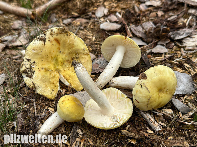 Weißstieliger Ockertäubling, Russula citrina / Russula violeipes var. citrina