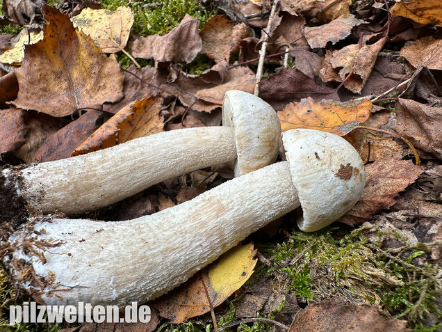 Wollstieliger Raufußröhrling (weiße Form), Leccinum cyaneobasileucum