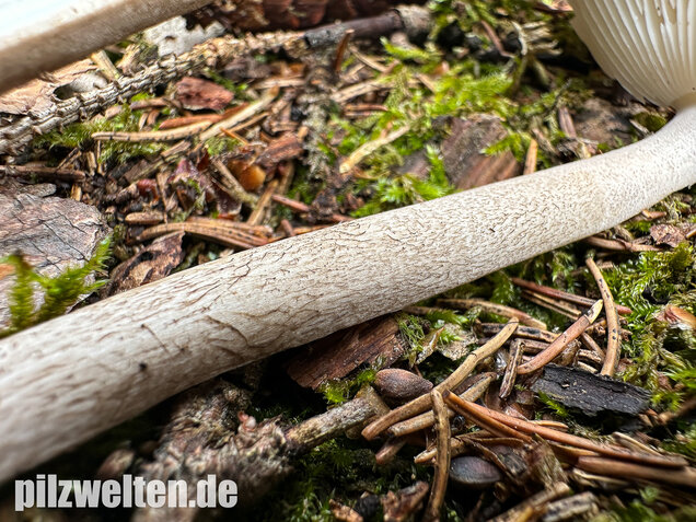 Zweifarbiger Scheidenstreifling, Unterteilter Streifling, Amanita battarrae