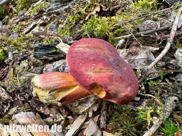 Blutroter Filzröhrling, Blutroter Gartenfilzröhrling, Hortiboletus rubellus