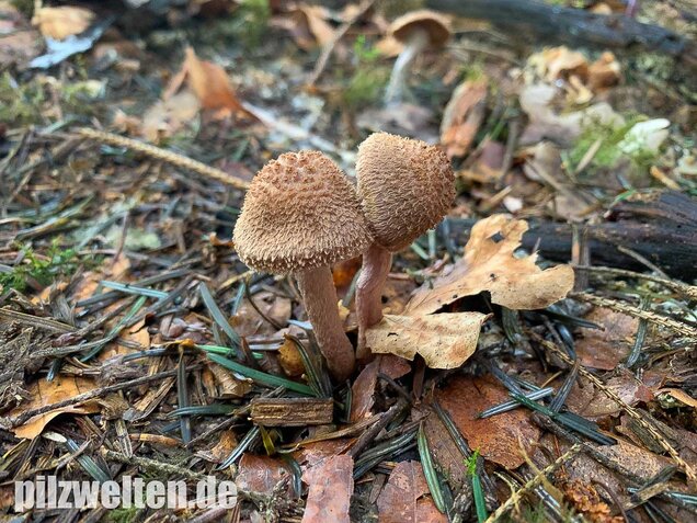Braunvioletter Risspilz, Inocybe cincinnata var. major