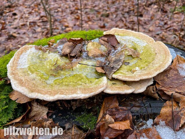 Buckeltramete, Trametes gibbosa