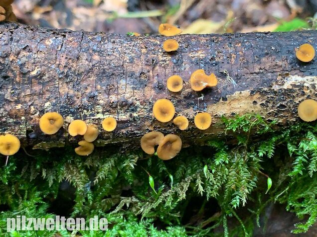 Eichen-Stromabecher, Rutstroemia firma