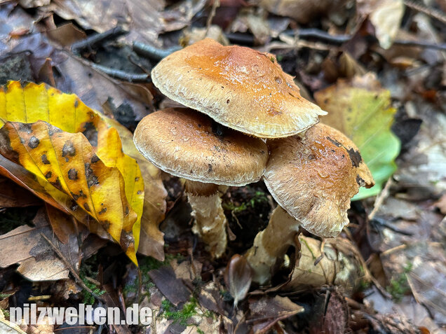 Fuchsigbrauner Schleimkopf, Phlegmacium vulpinum