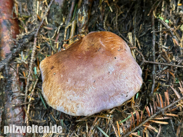 Dunkelfleckender Schleimkopf, Phlegmacium violaceomaculatum