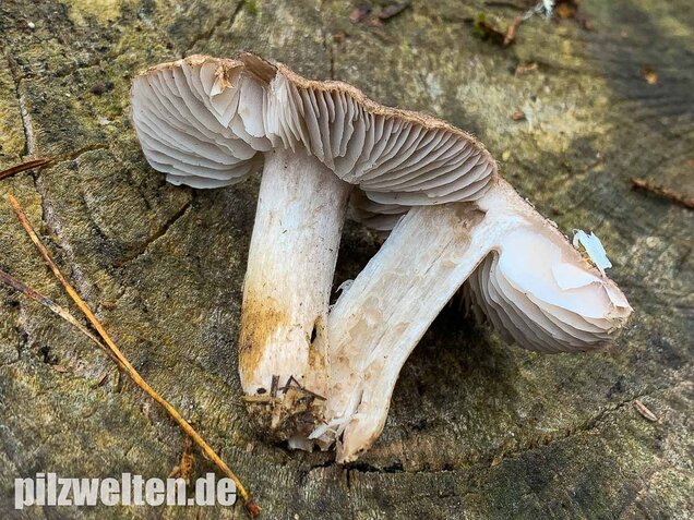 Gemeiner Erdritterling, Tricholoma terreum