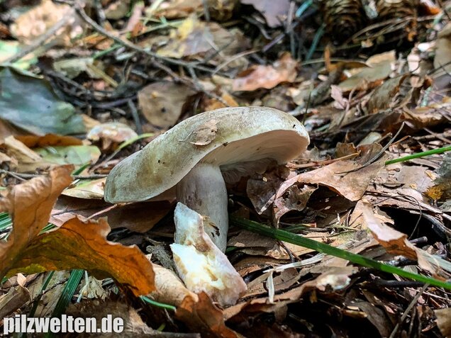 Graugrüner Milchling, Lactarius blennius