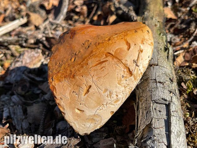 Harziger Lackporling, Ganoderma resinaceum
