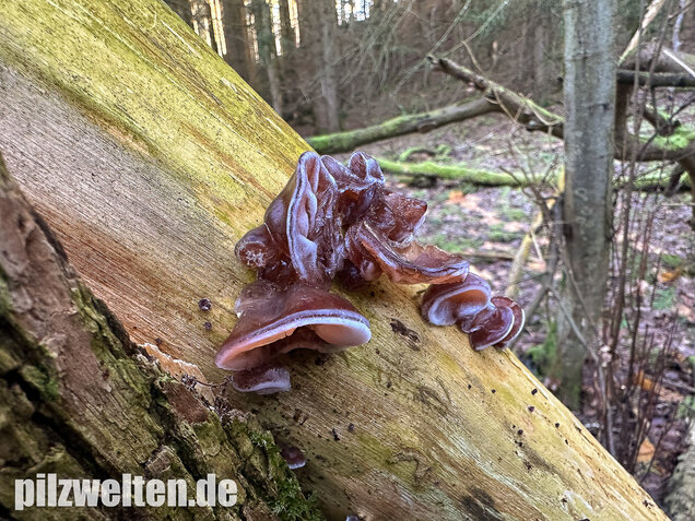 Judasohr, Auricularia auricula-judae
