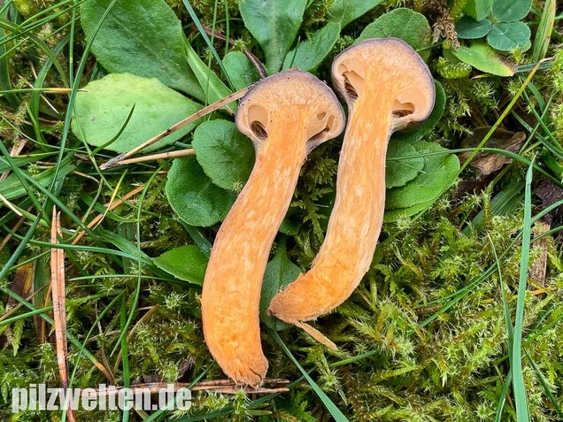 Kupferroter Gelbfuß, Chroogomphus rutilus