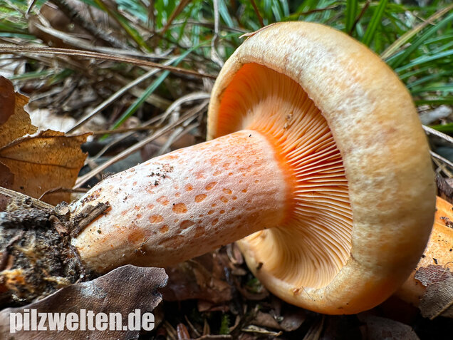 Lachsreizker, Lactarius salmonicolor