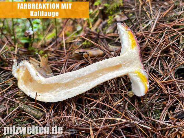 Nordischer Milchling, Lactarius trivialis
