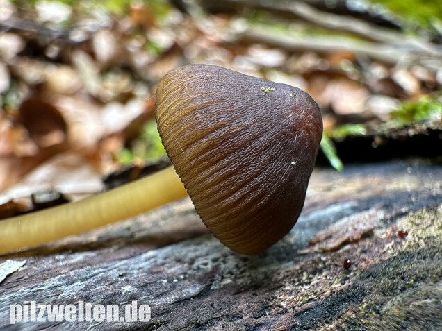 Grünschneidiger Helmling, Mycena viridimarginata
