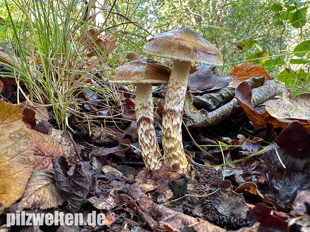 Zweifarbiger Schneckling, Olivbraungestiefelter Schneckling, Hygrophorus persoonii
