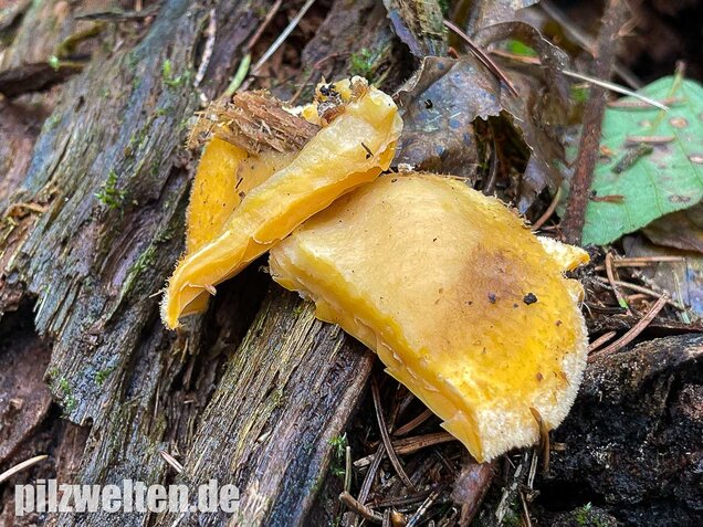 Orangeseitling, Phyllotopsis nidulans