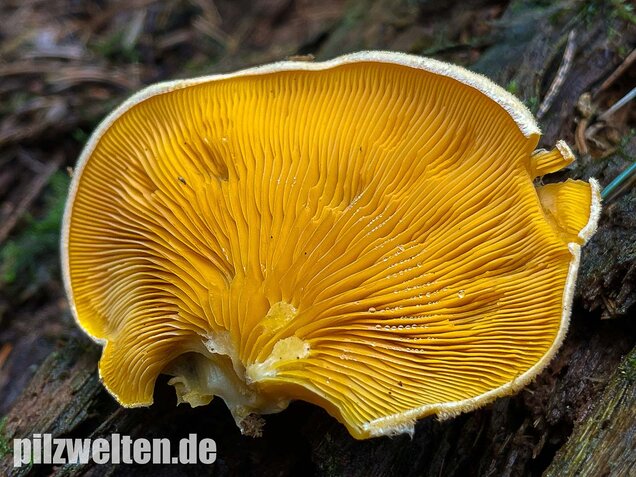 Orangeseitling, Phyllotopsis nidulans