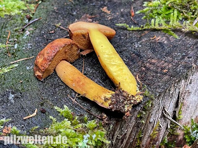 Pfefferröhrling, Chalciporus piperatus