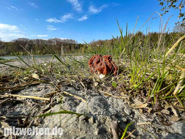 Riesenlorchel, Gyromitra gigas