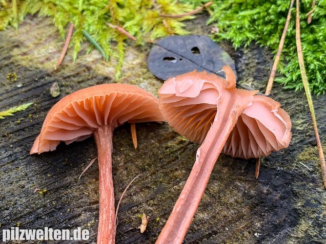 Rötlicher Lacktrichterling, Laccaria laccata