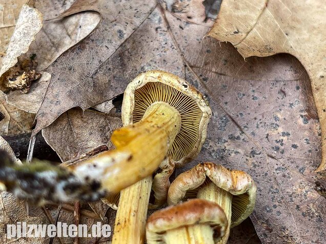 Safranroter Schüppling, Pholiota astragalina