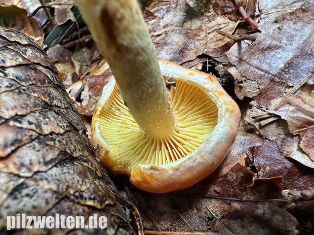 Safranroter Schüppling, Safranschüppling, Pyrrhulomyces astragalinus