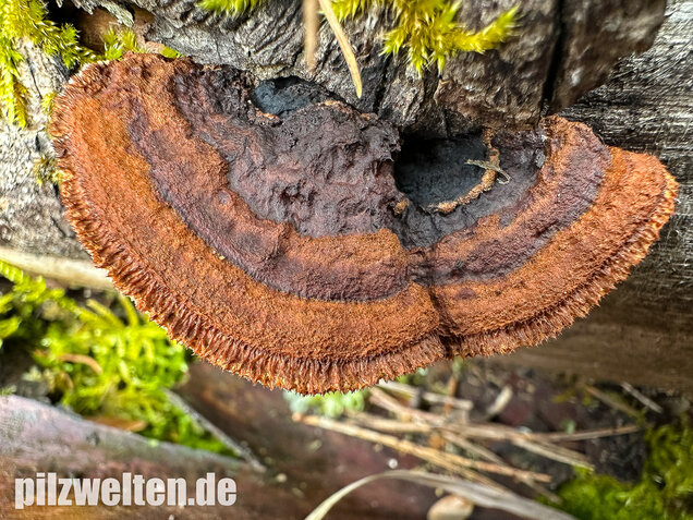 Tannenblättling, Gloeophyllum abietinum