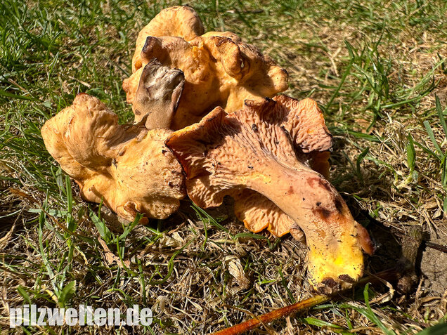 Gelbvioletter Pfifferling, Cantharellus ianthinoxanthus
