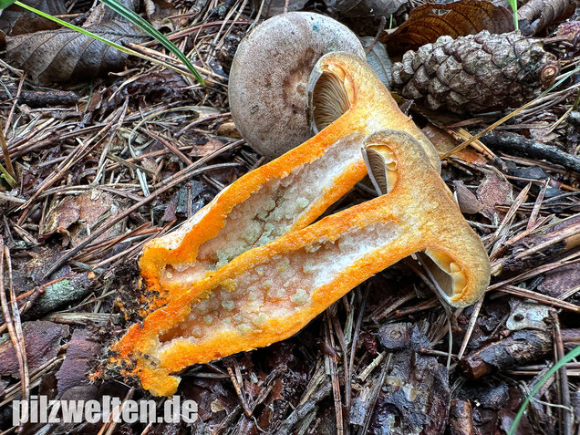 Wechselblauer Edelreizker, Lactarius quieticolor