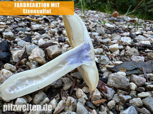 Weißer Büschelrasling, Leucocybe connata
