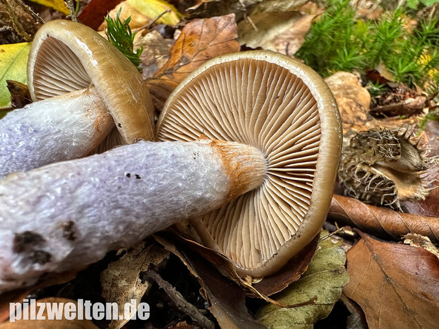 Honigschleimfuß, Runzeliggeriefter Schleimfuß, Cortinarius stillatitius