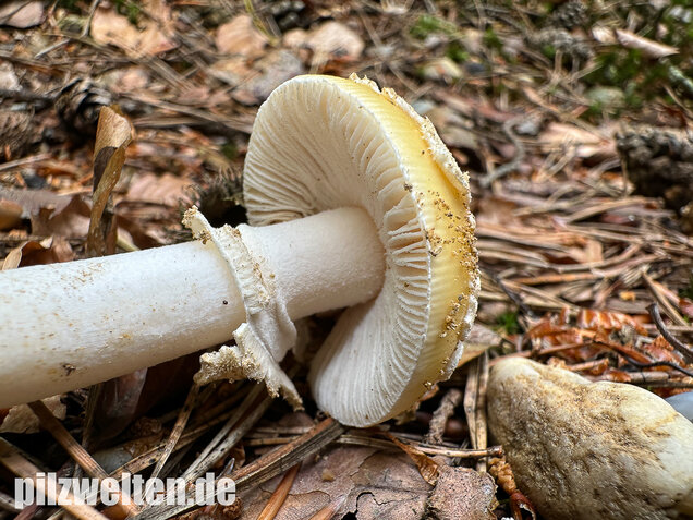 Narzissengelber Knollenblätterpilz, Amanita gemmata