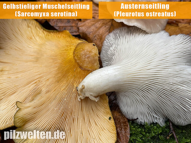Gelbstieliger Muschelseitling, Sarcomyxa serotina