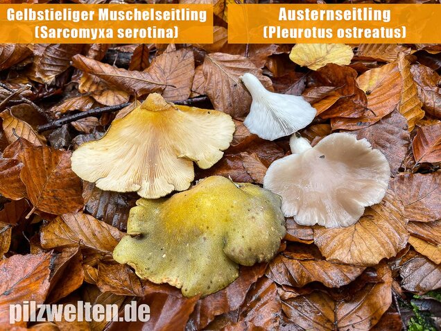 Gelbstieliger Muschelseitling, Sarcomyxa serotina