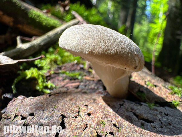 Berindeter Seitling, Pleurotus dryinus