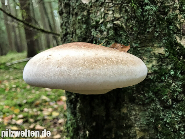 Birkenporling, Fomitopsis betulina