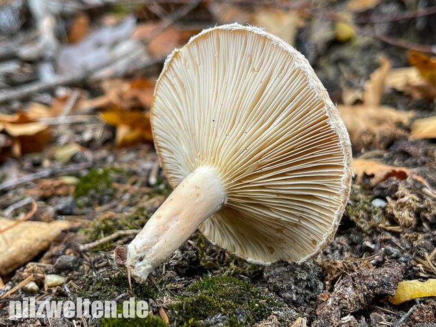 Blasser Birkenmilchling, Lactarius pubescens