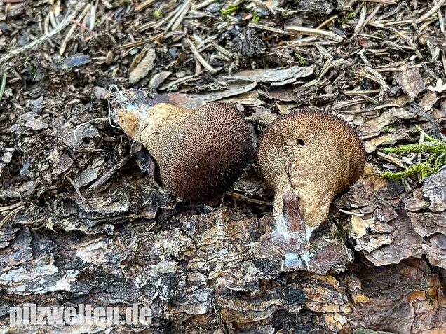 Brauner Stäubling, Lycoperdon umbrinum