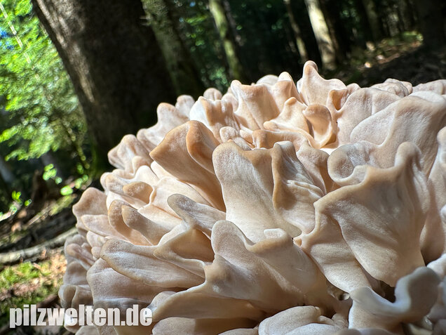 Breitblättrige Glucke, Sparassis brevipes
