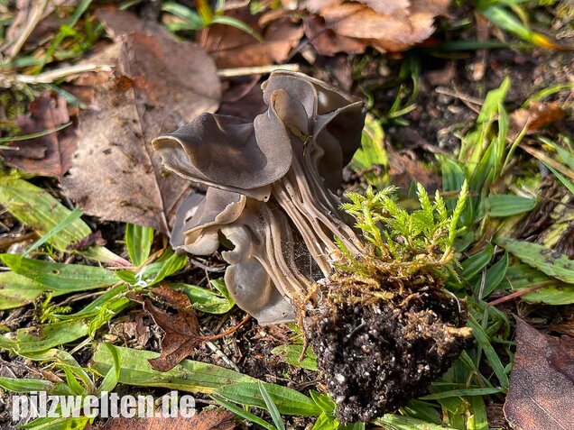 Gefurchte Lorchel, Helvella sulcata