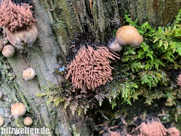 Gemeines Fadenkeulchen, Stemonitis axifera