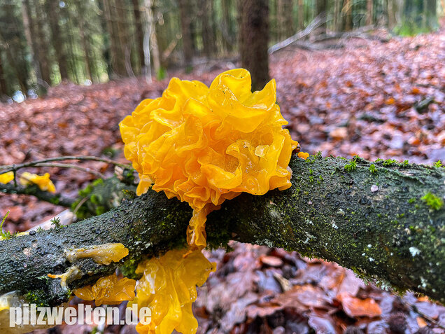 Goldgelber Zitterling, Yellow Brain Fungus, Tremella mesenterica