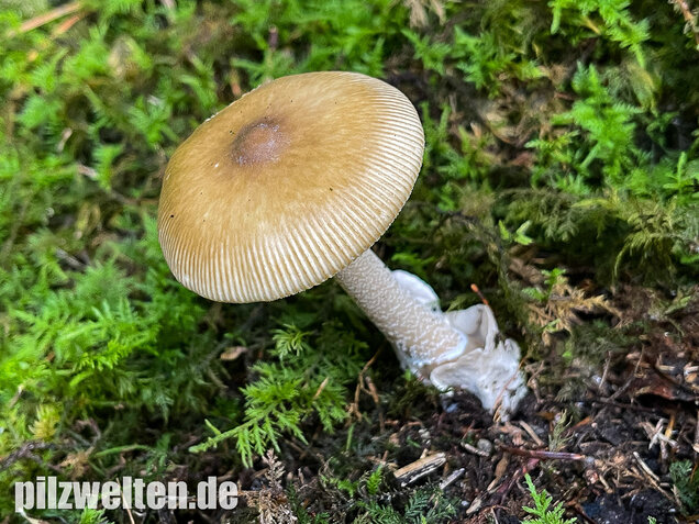 Grauhäutiger Scheidenstreifling, Amanita submembranacea